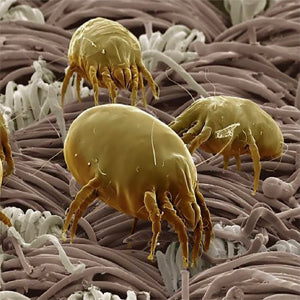 Dust Mites