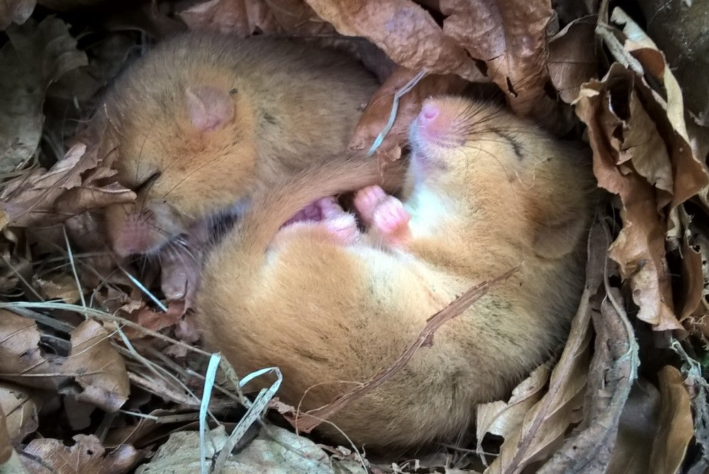 hibernate