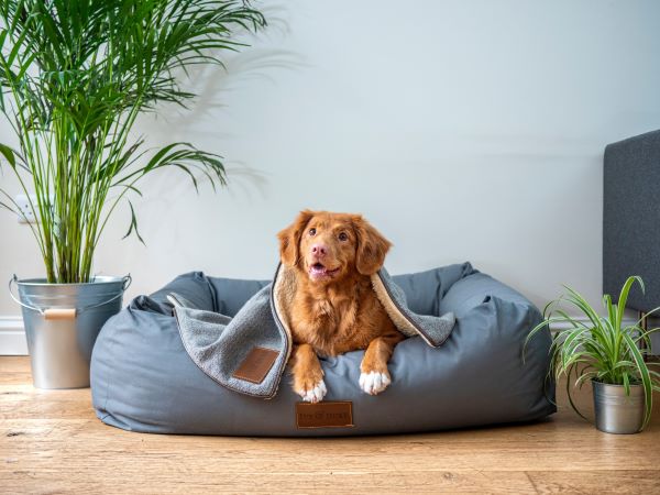 Where Should Your Dog Sleep at Night