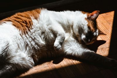 white and ginger cat taking a nap