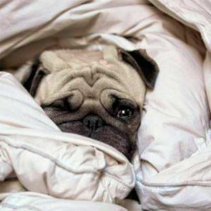Sleep Myths