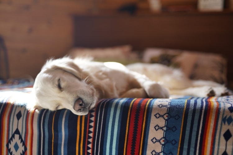 Your Dog Sleep In Your Bed